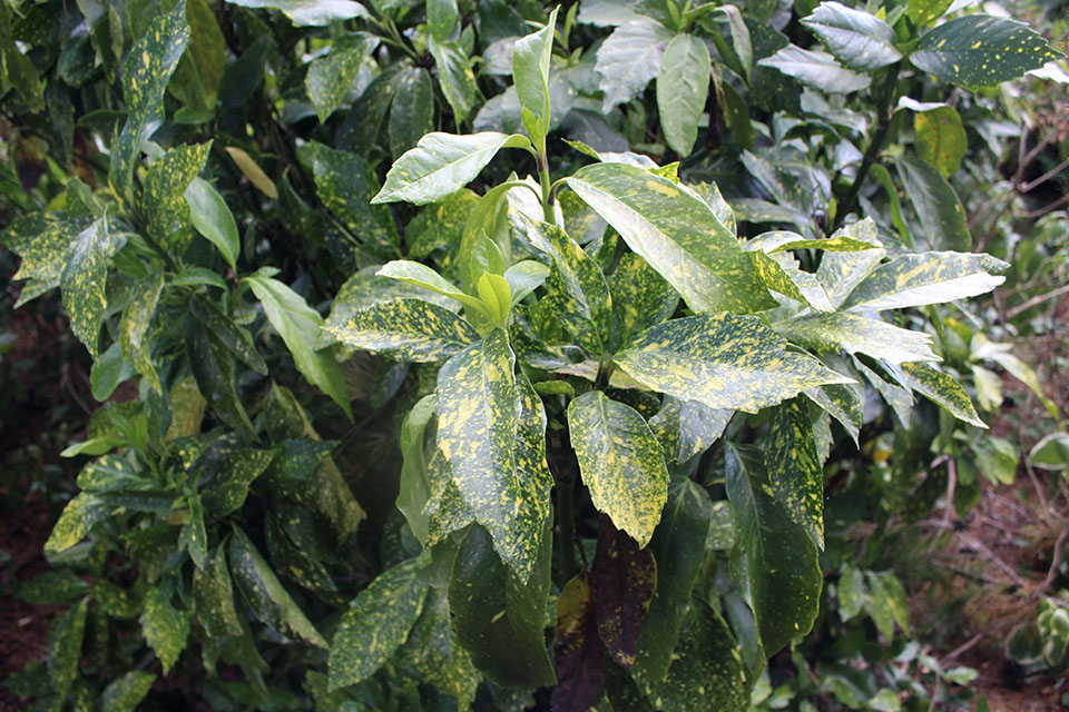 Green leaves on a bush with mottled yellow coloring.